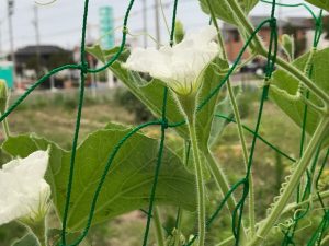 ひょうたんの花（雄花）