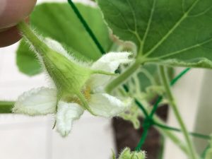 ひょうたんの花、人工授粉