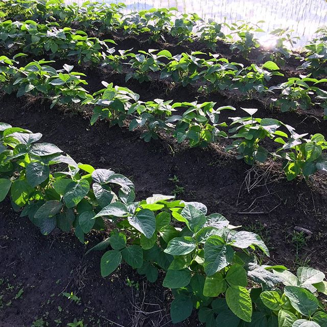 枝豆(大豆)が順調に育っています。摘芯もしたので間隔が狭かったかな。来年は40センチくらいあけよう。木酢液で虫除けを実施。#枝豆 #大豆 #5月の種まき #5月の定植 