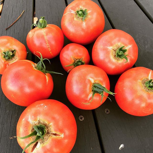 トマトが完熟で大量収穫。酷暑で雨も２週間降らず甘みも凝縮されている。 7月の収穫
