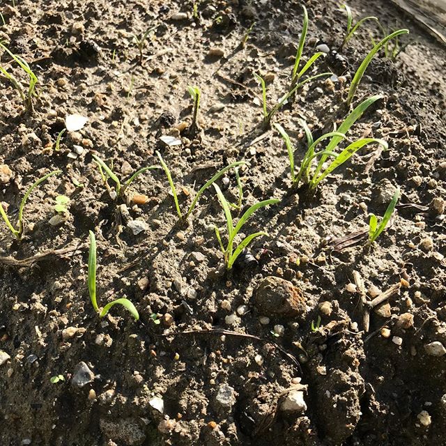 ほうれん草の発芽。ほうれん草の発芽率は悪いと言われている。ばら撒きでもちゃんと土をかぶせ水を切らさなければ大丈夫。雨の日に合わせて直前に植えたら、いい感じで生え揃った。