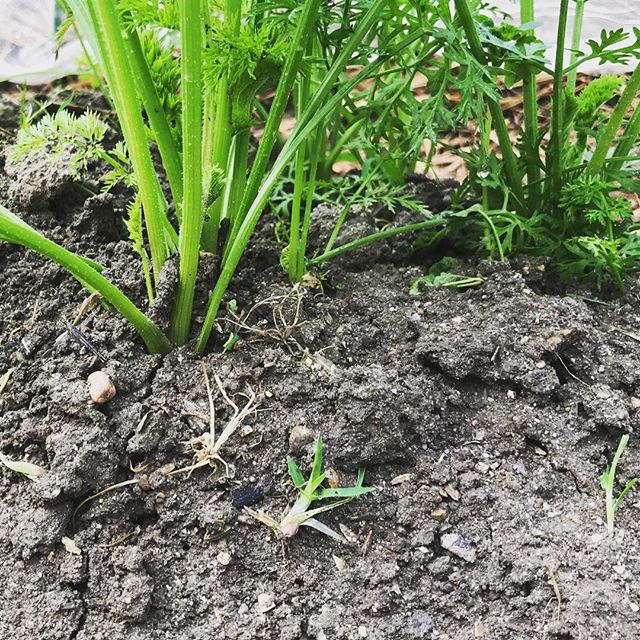 ニンジンの土寄せは大切。ニンジンは発芽をして根が少し浮き気味のこともありますよね。土を寄せてしっかりと根を隠してあげると、雨などで痛んでしまうことも防げます。少し大きくなってきてからの土寄せは、ニンジンの頭の部分を隠すためです。日々当たると緑色に変色してしまうため、しっかりと被せておきましょう。