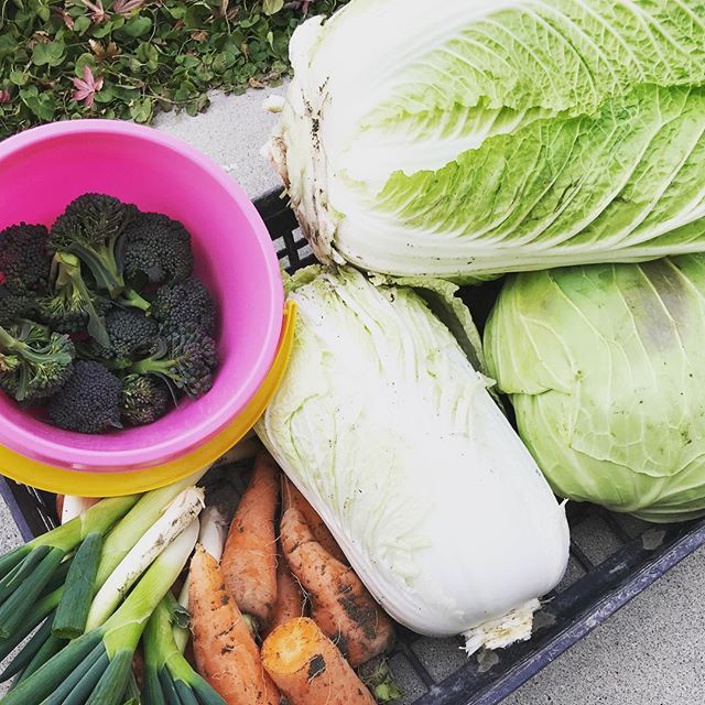 冬でもしっかり野菜の収穫。そとはすっかり冷蔵庫の温度ですが。 #ニンジン@